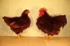 Frizzle Bantam