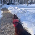 Frostbite on Roosters Comb