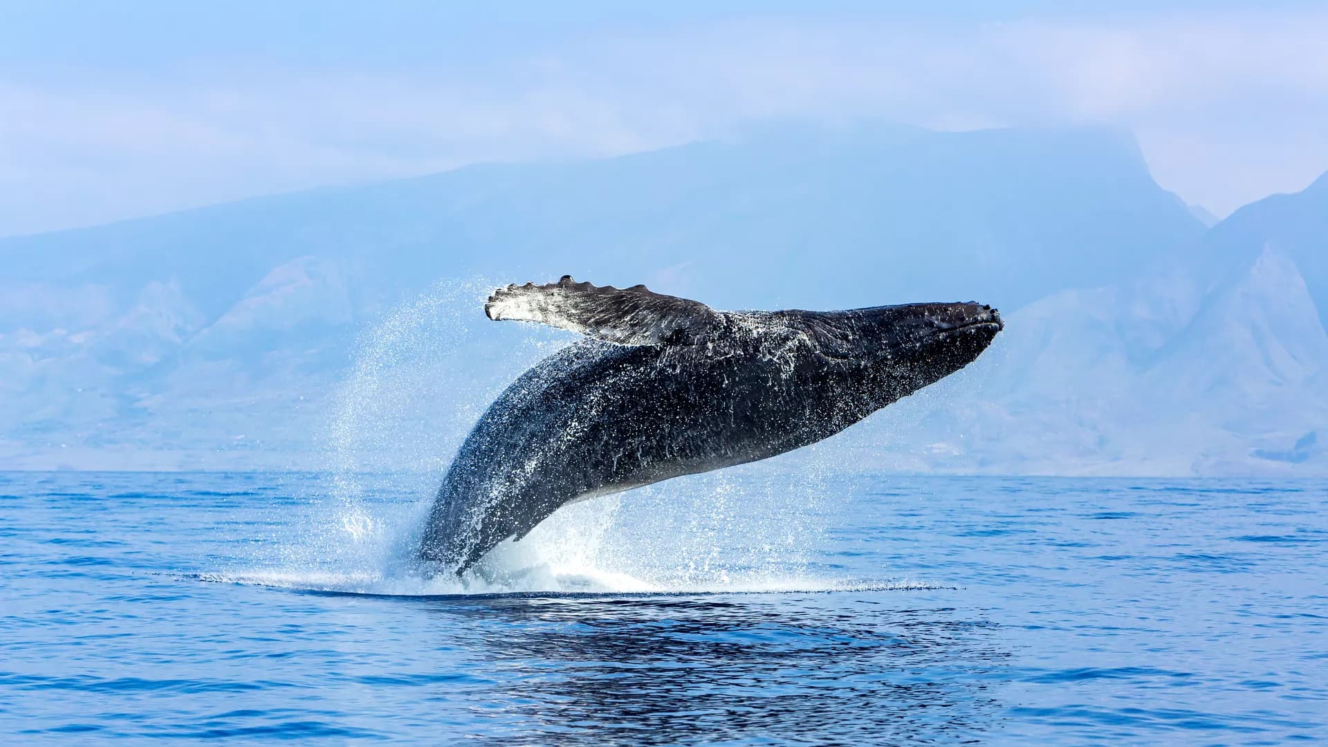 Sequential extraction of carbonate-associated sulfate from calcite and dolomite in carbonate rocks